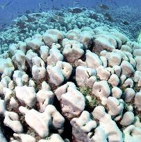 Large groups of strange coral found off Hahajima Island